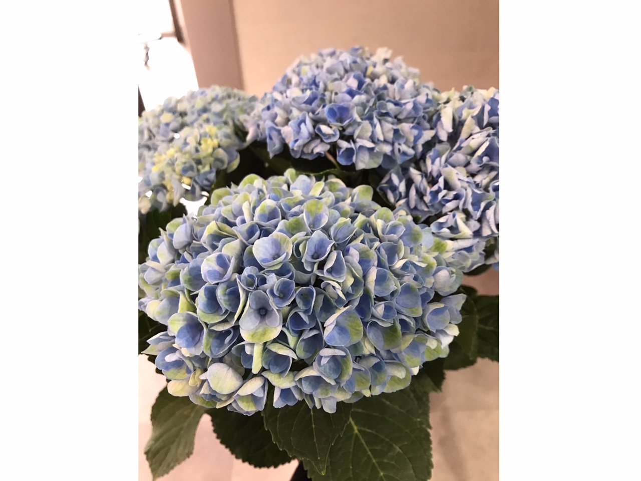 素敵なお花をいただきました♪2